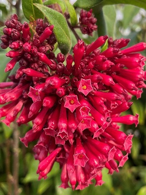 CESTRUM newellii 'Ruby Clusters'